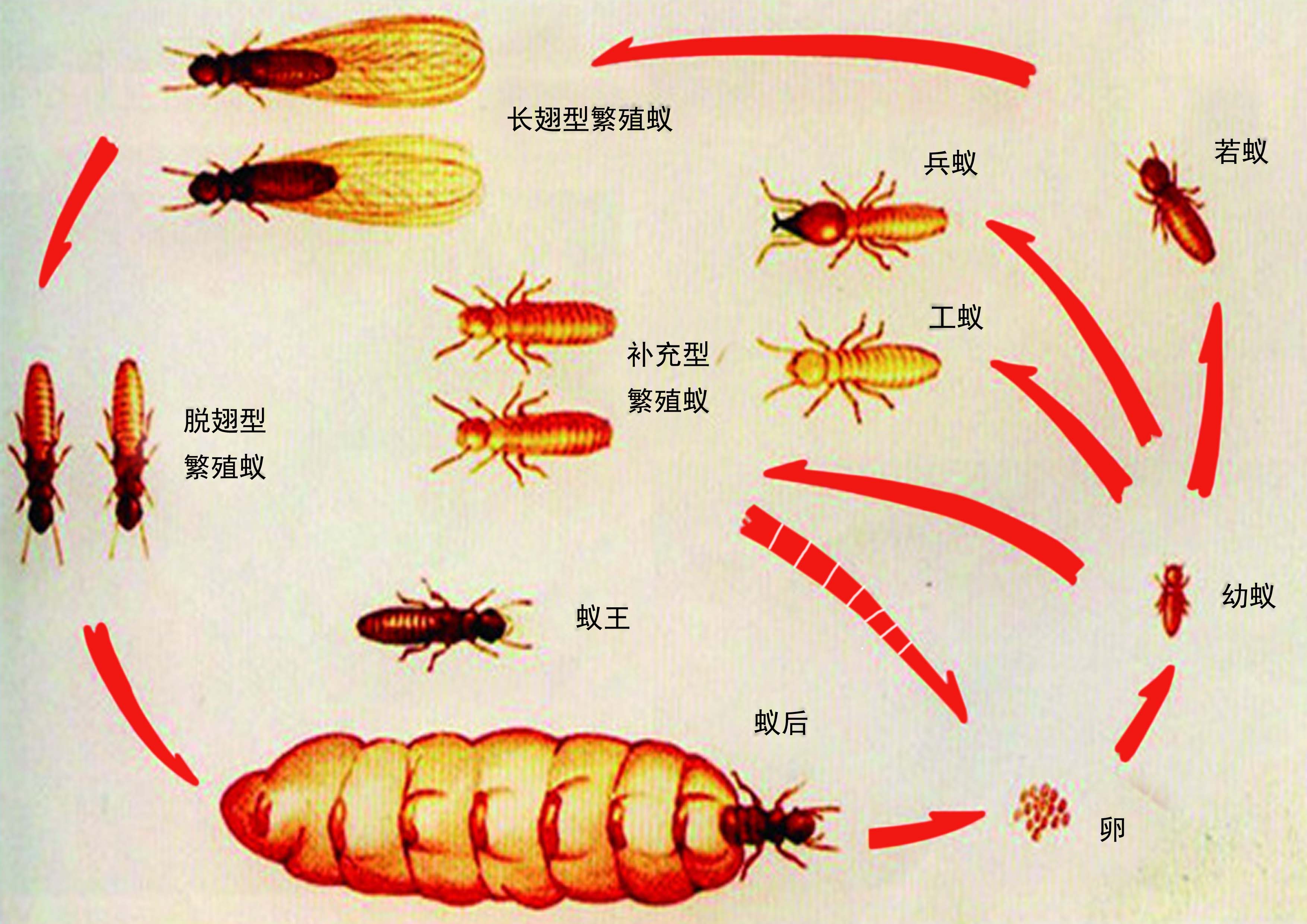 1,台湾乳白蚁; 2,黄,黑胸散白蚁; 3,黑翅土白蚁; 4,黄翅大白蚁; 5,截